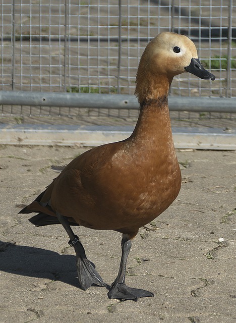 ATP官方